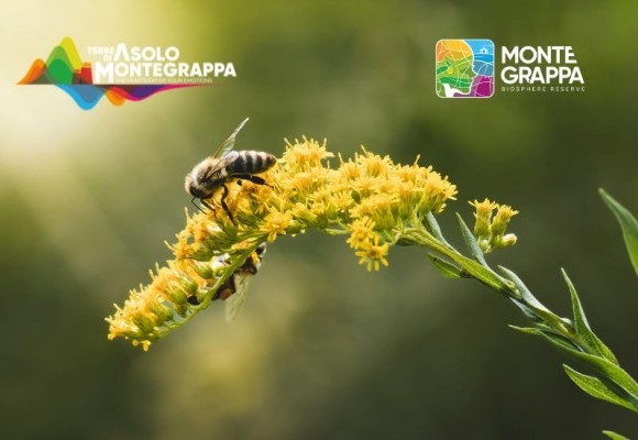 ApiPRO: Apicoltura e Innovazione per la Produzione Regionale Ottimizzata